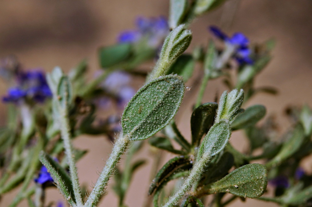 Dampiera marifolia (hero image)