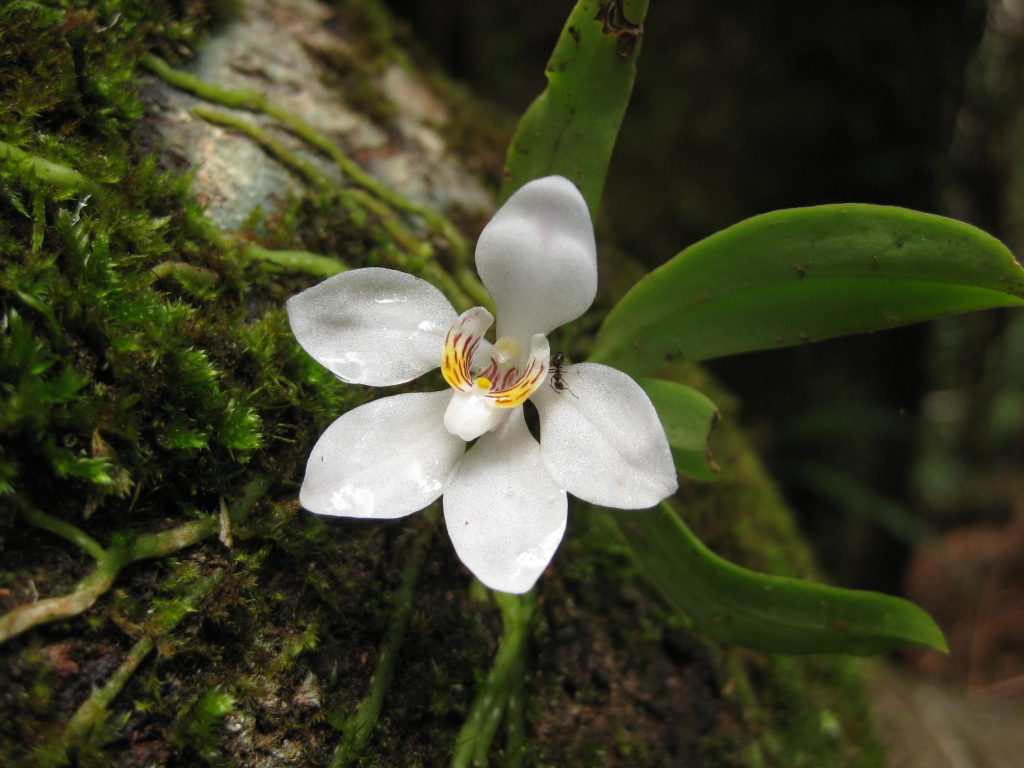 Sarcochilus falcatus (hero image)