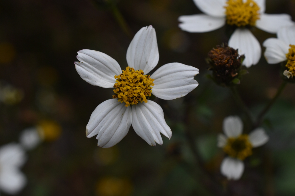 Bidens (hero image)