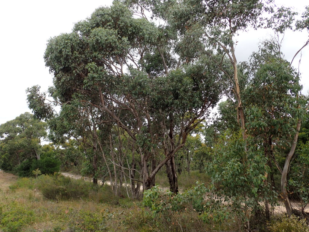 Eucalyptus ovata subsp. grandiflora (hero image)