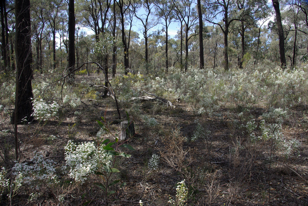 Olearia teretifolia (hero image)