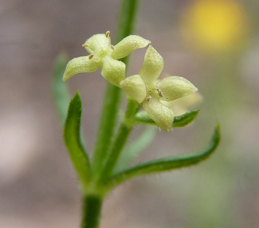 Galium gaudichaudii (hero image)