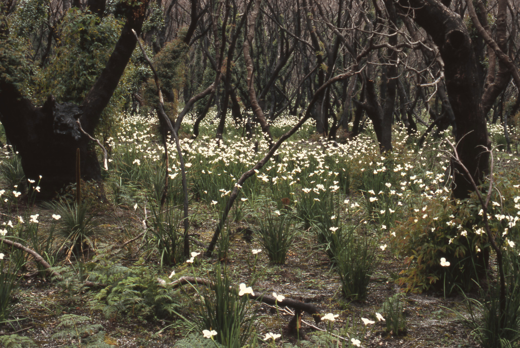 Diplarrena moraea (hero image)