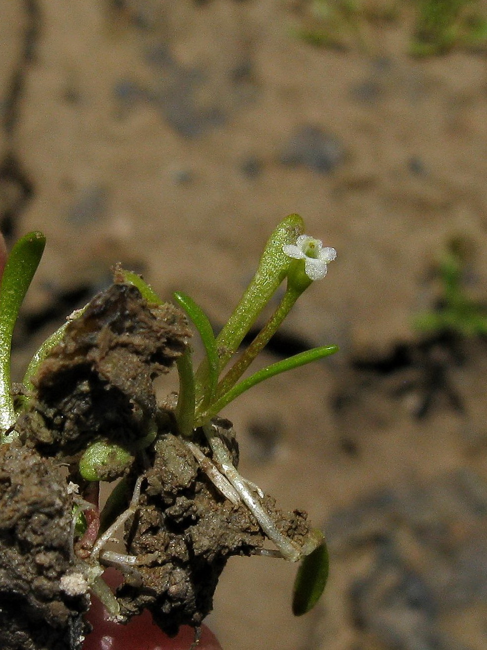 Glossostigma diandrum (hero image)