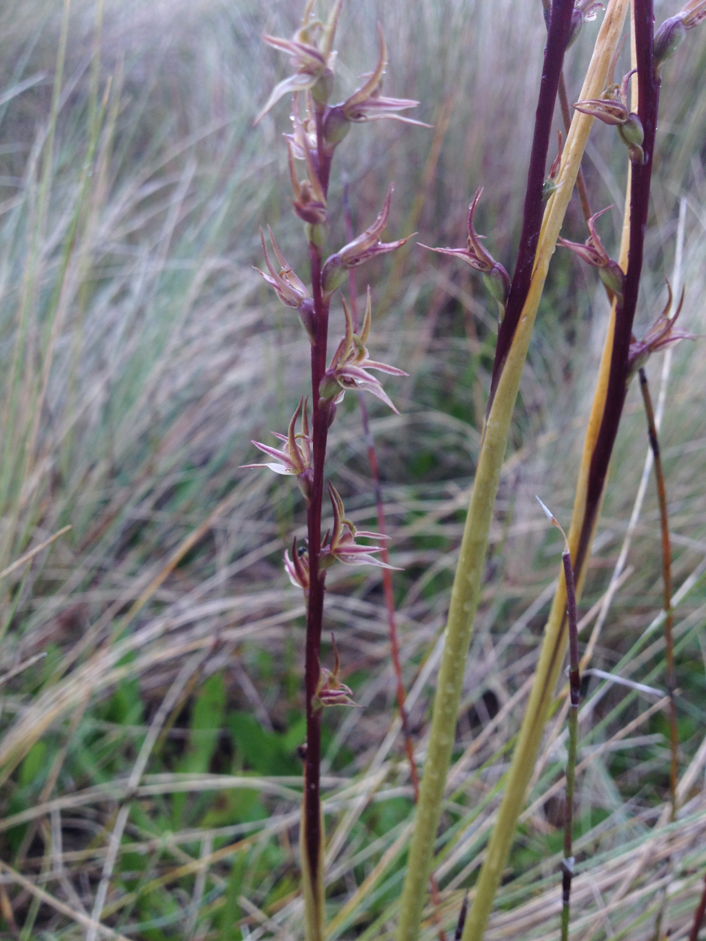 Prasophyllum chasmogamum (hero image)