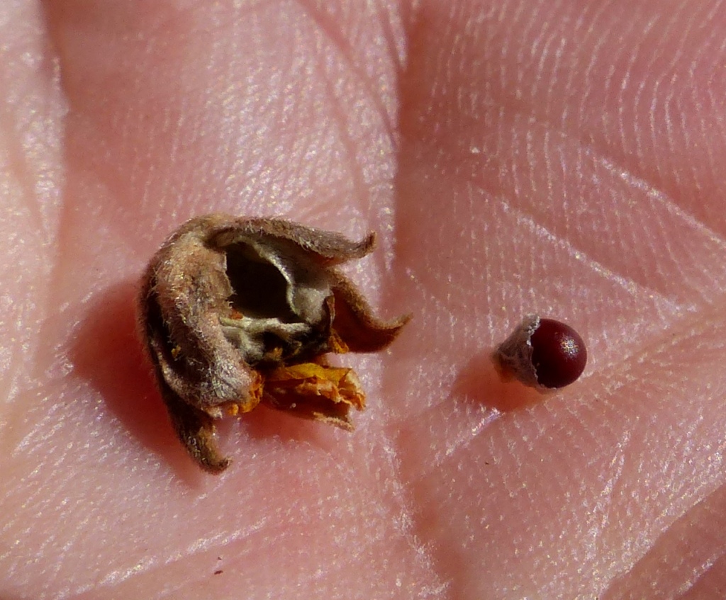 Hibbertia strigosa (hero image)