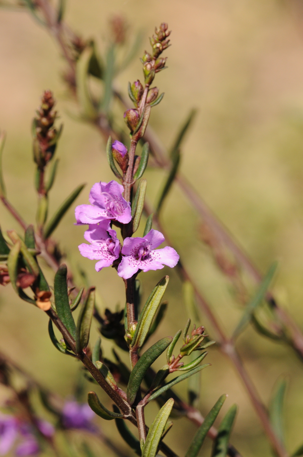 Prostanthera galbraithiae (hero image)