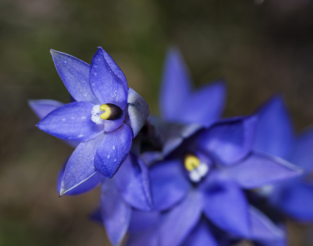 Thelymitra arenaria (hero image)