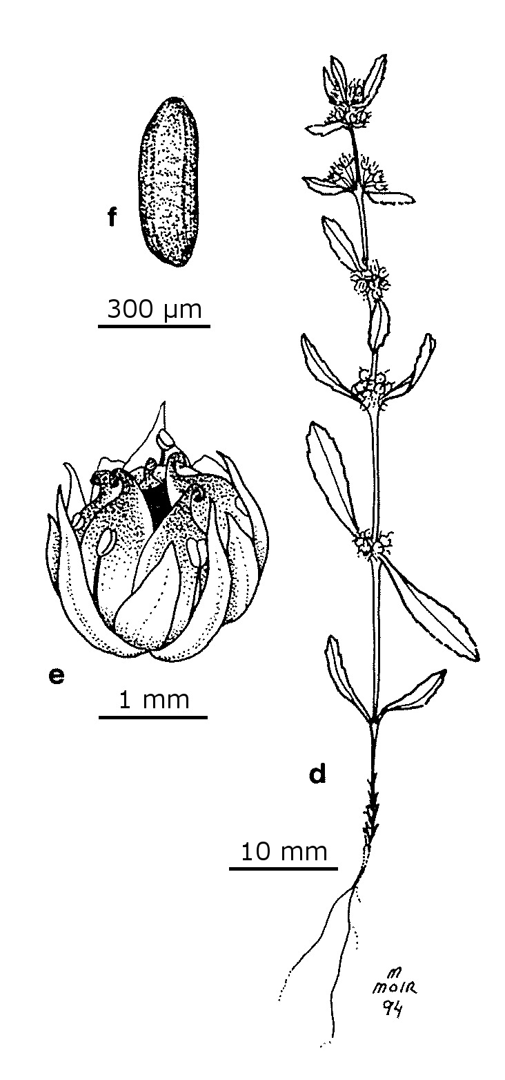 Bergia ammannioides (hero image)