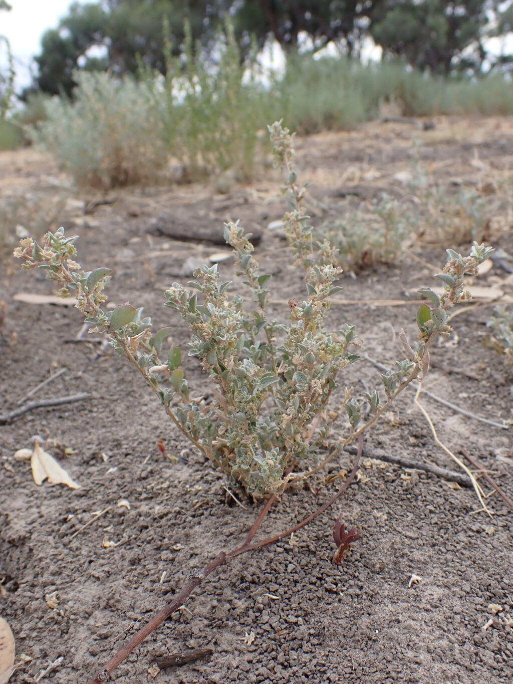 Atriplex eardleyae (hero image)