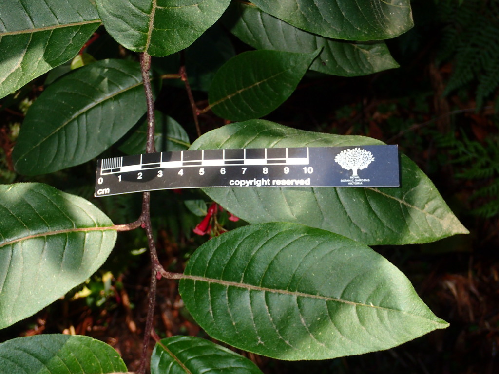 Cestrum elegans (hero image)