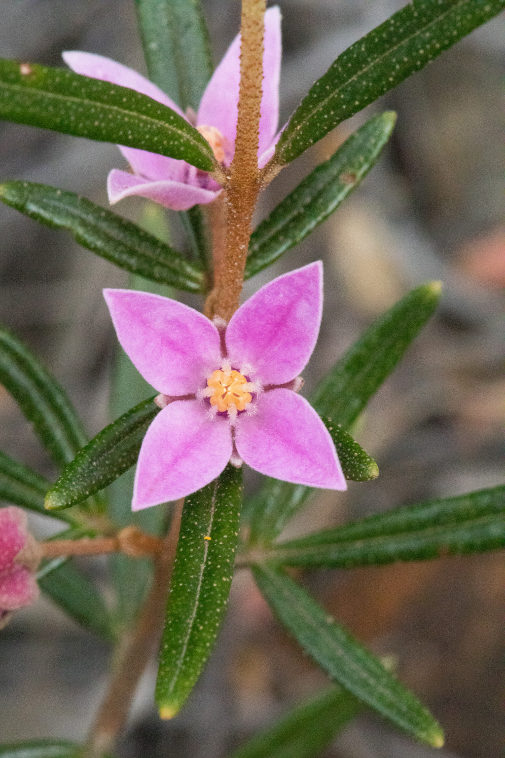 Boronia ledifolia (hero image)