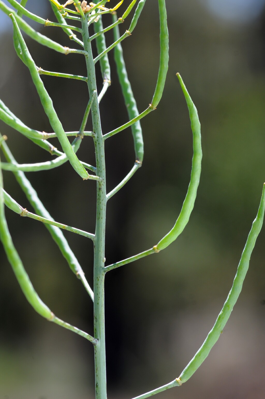 Brassica rapa (hero image)
