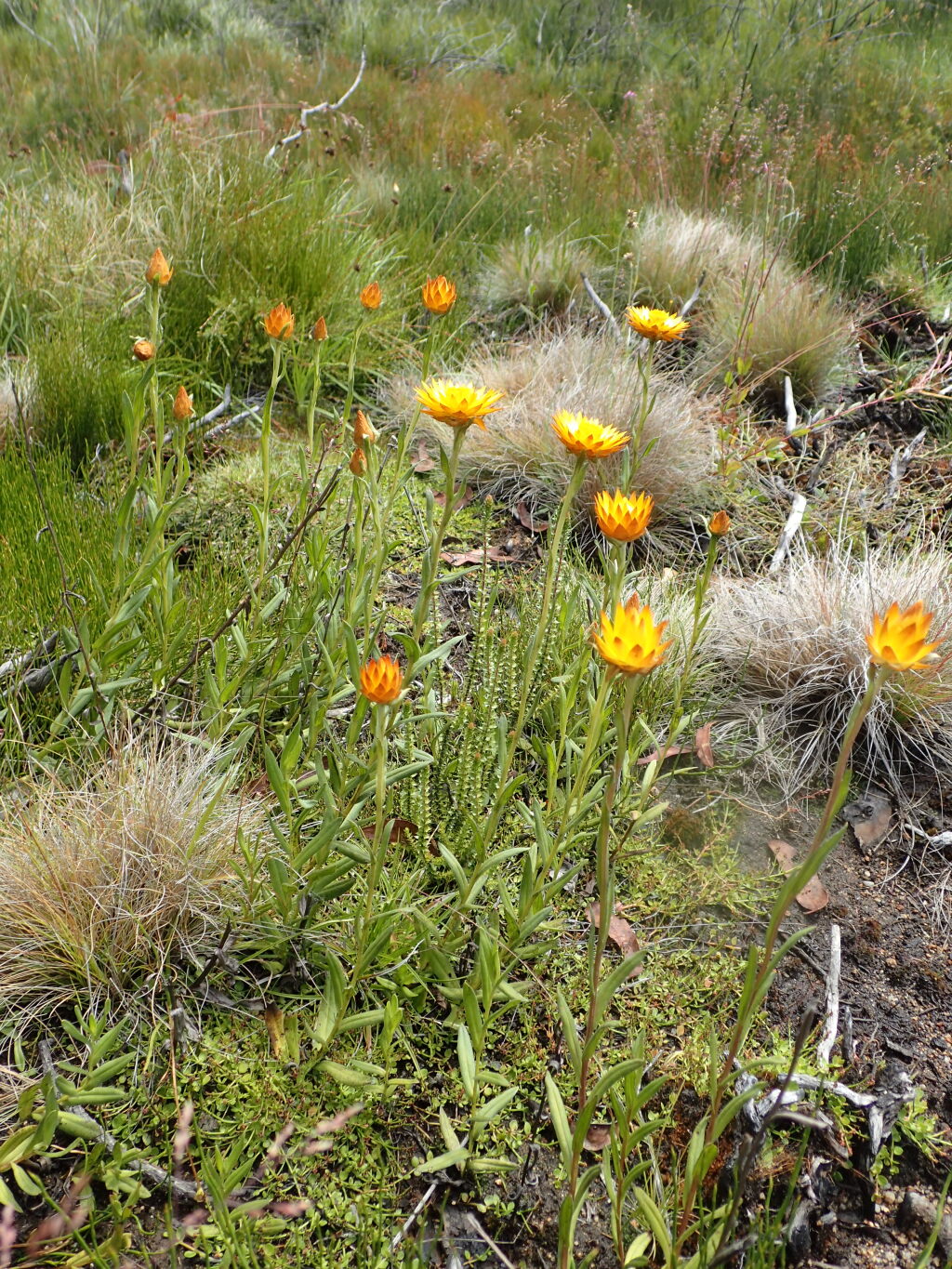 Xerochrysum andrewiae (hero image)