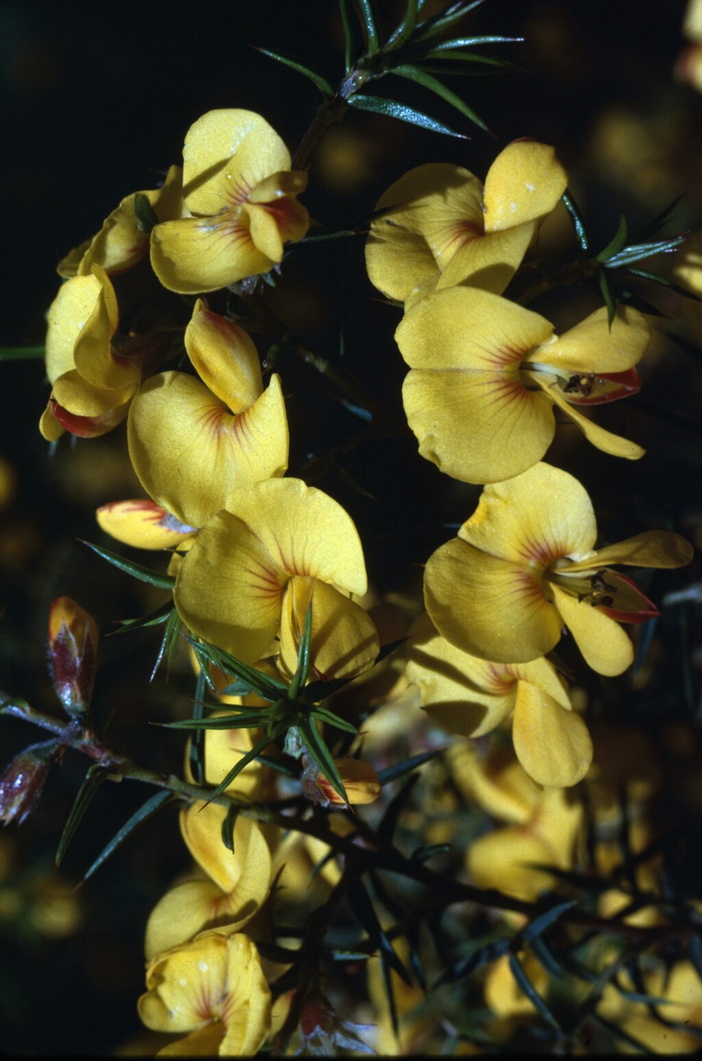 Pultenaea juniperina (hero image)
