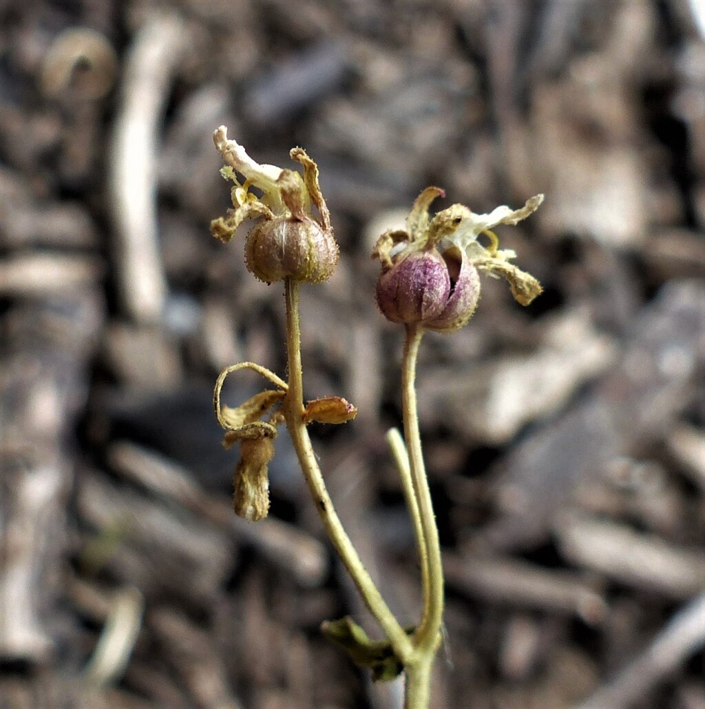 Stylidium ecorne (hero image)