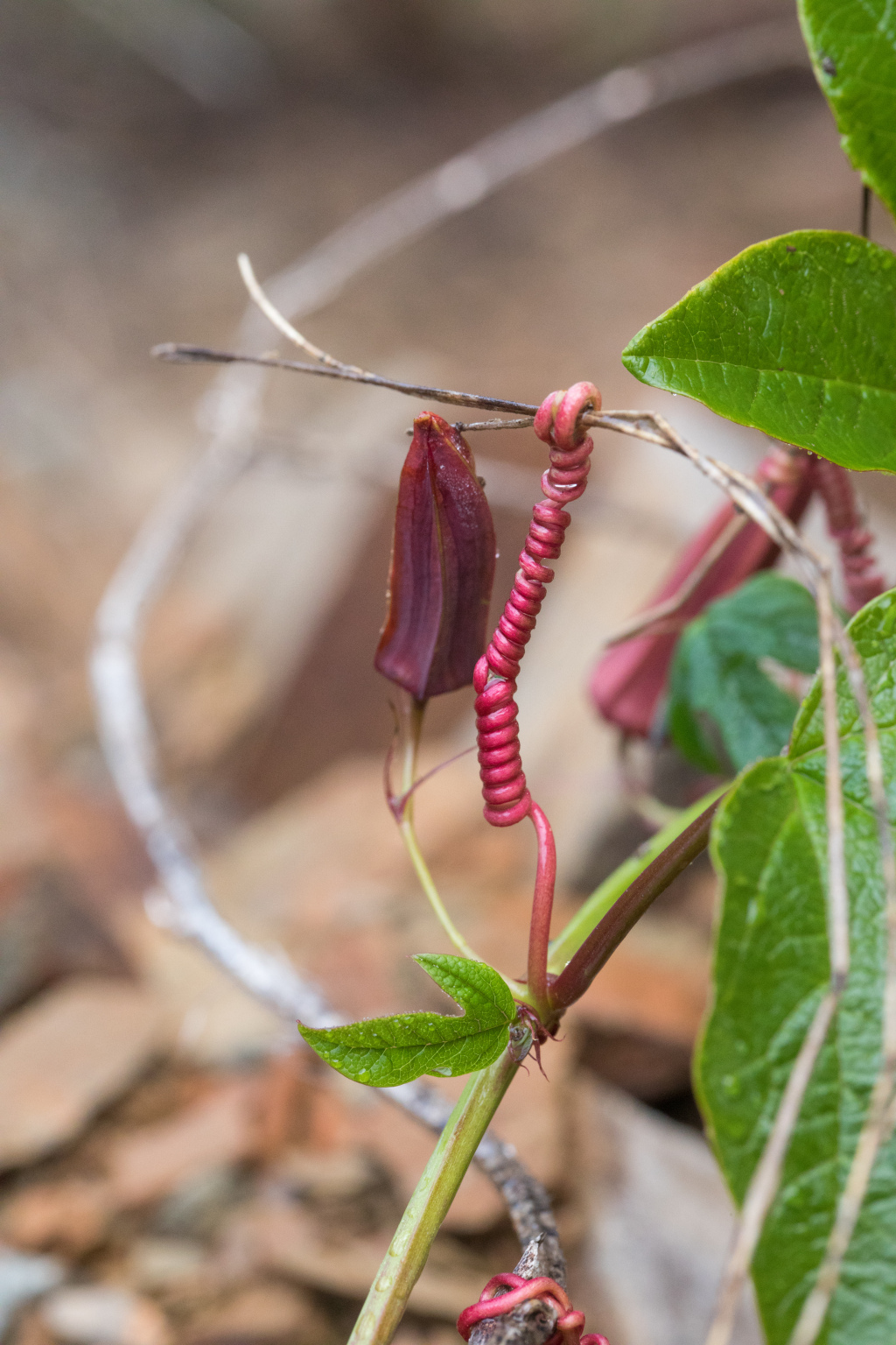 Passiflora (hero image)