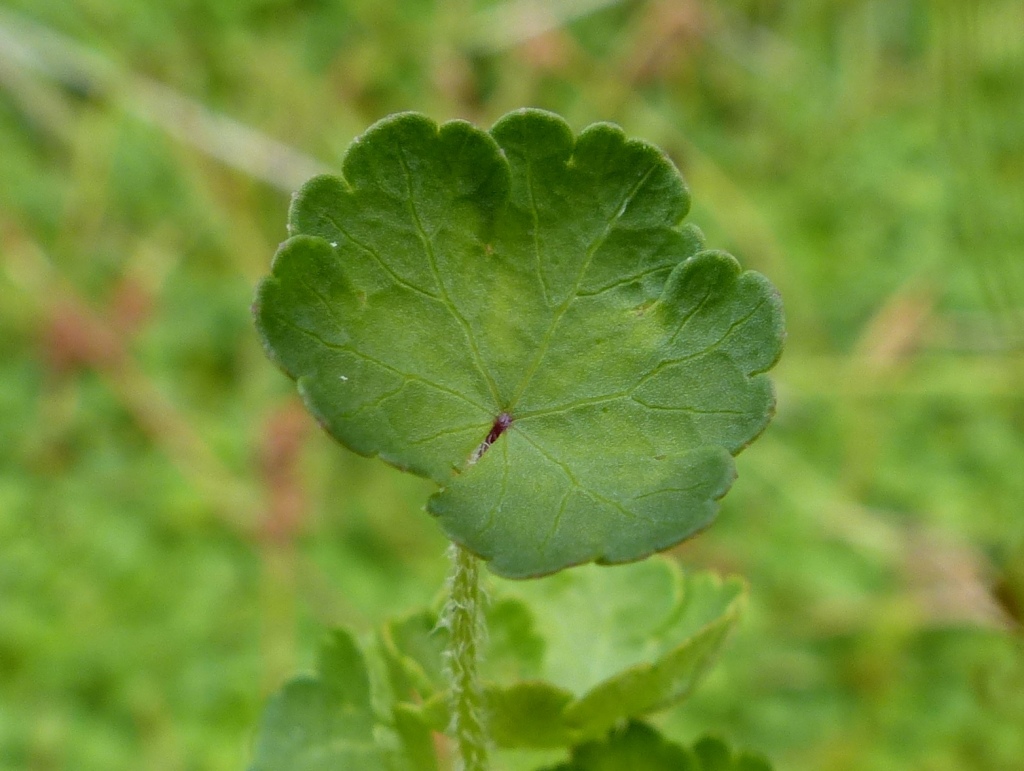 Hydrocotyle algida (hero image)