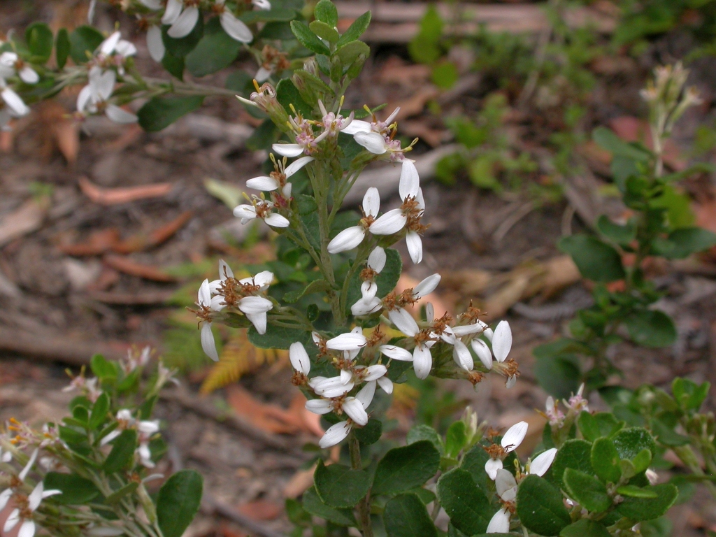 Olearia myrsinoides (hero image)