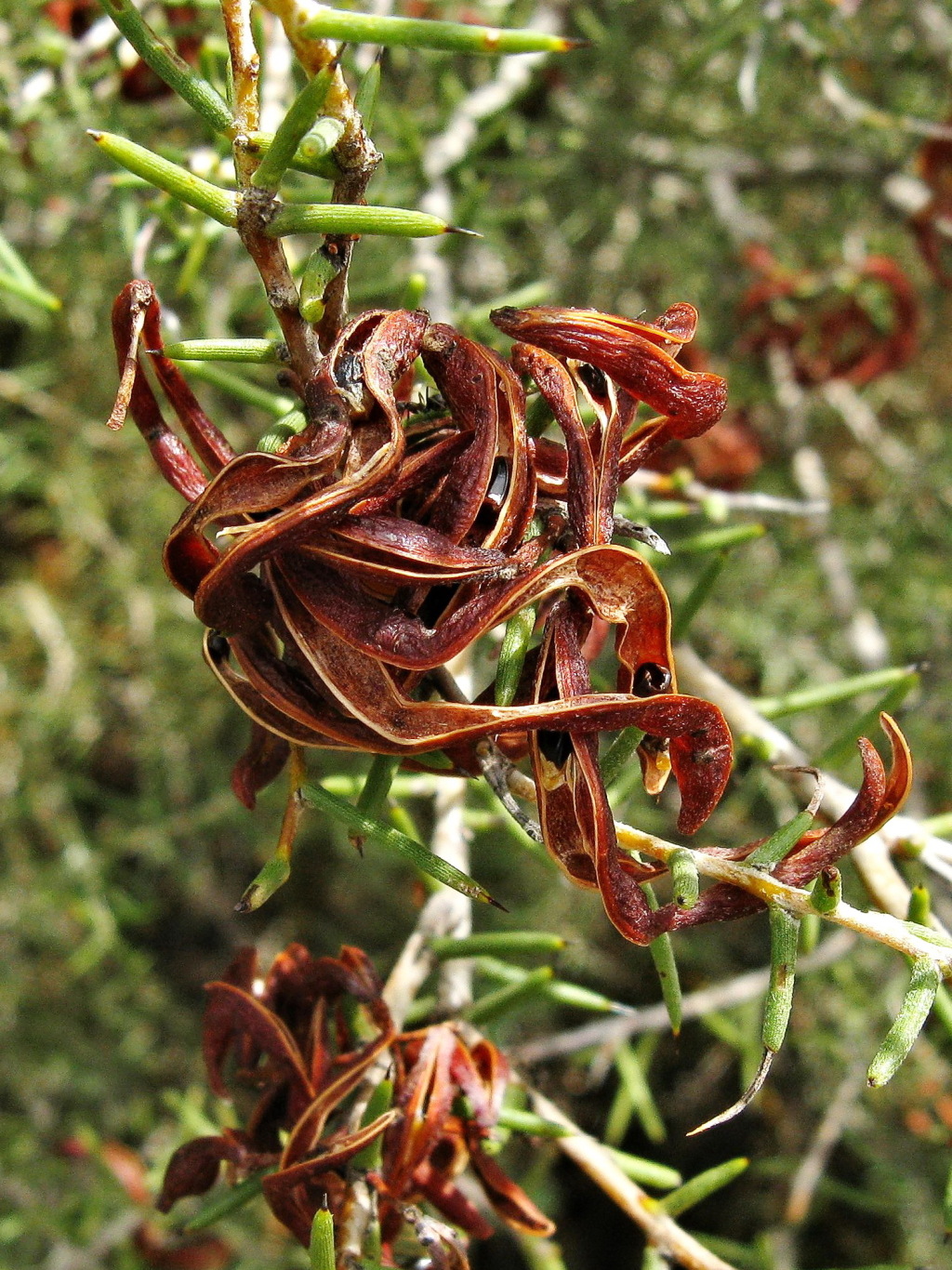 Acacia colletioides (hero image)