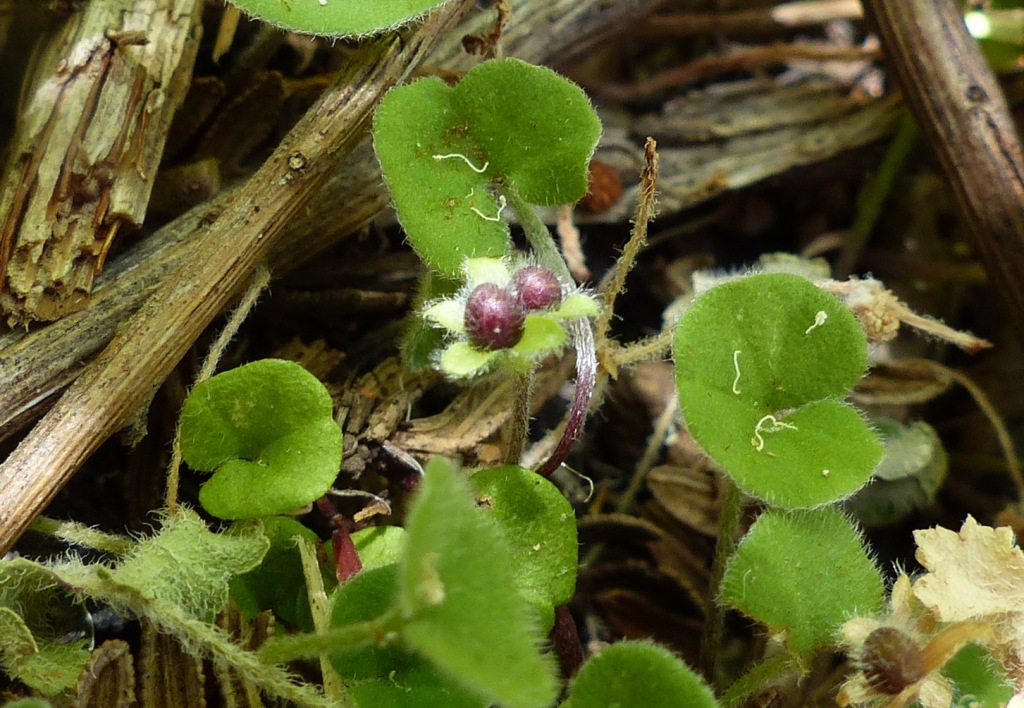 Dichondra repens (hero image)