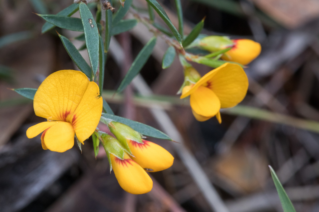 Pultenaea forsythiana (hero image)