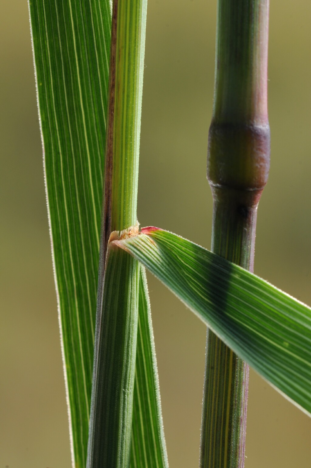 Festuca muelleri (hero image)