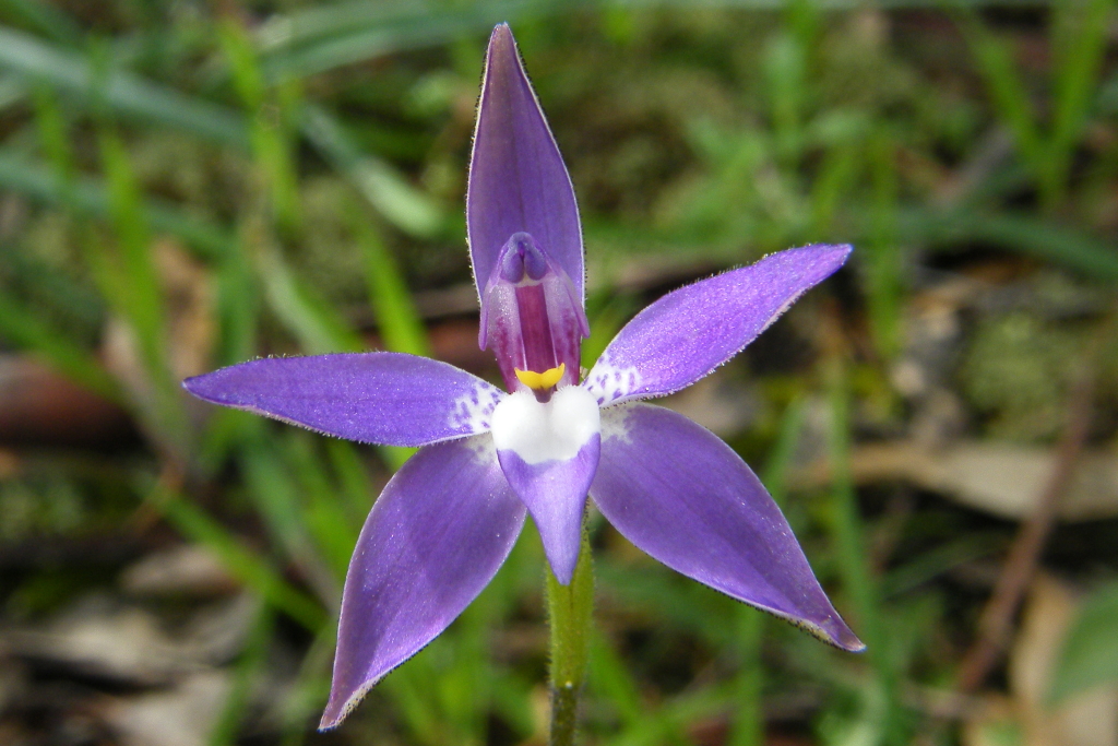 Glossodia (hero image)