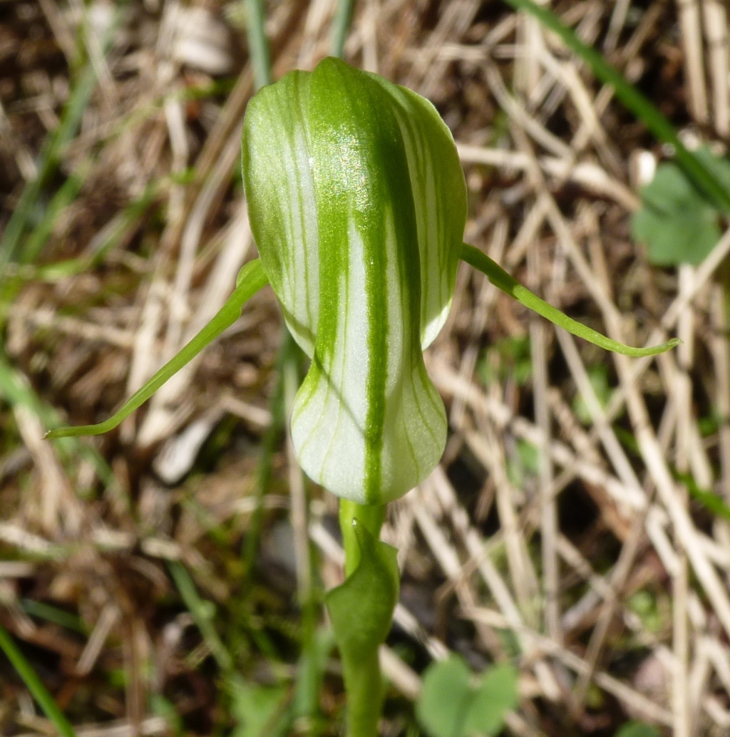 Pterostylis alpina (hero image)