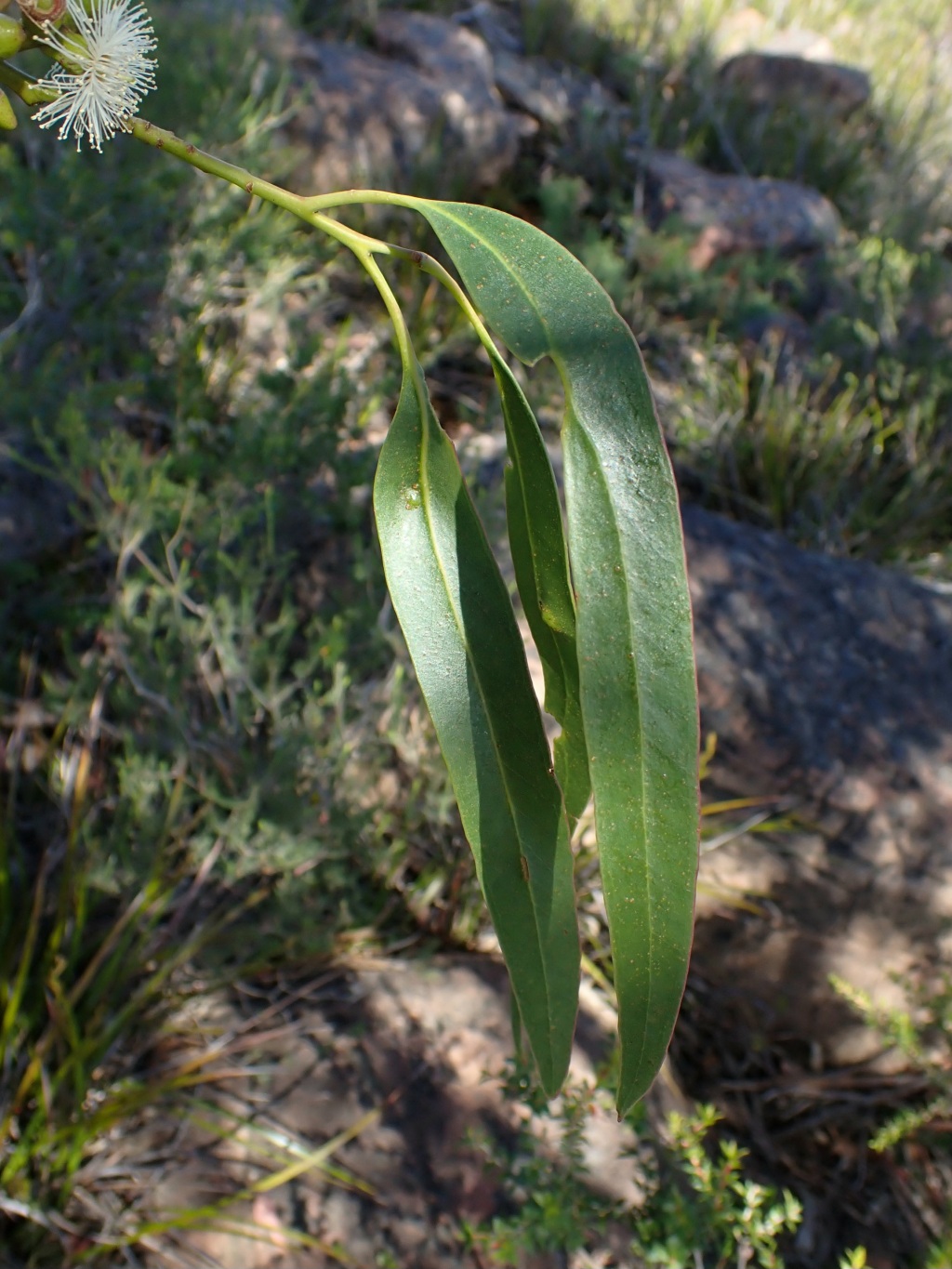 Eucalyptus alaticaulis (hero image)