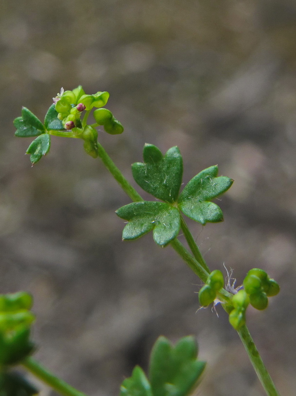 Hydrocotyle (hero image)