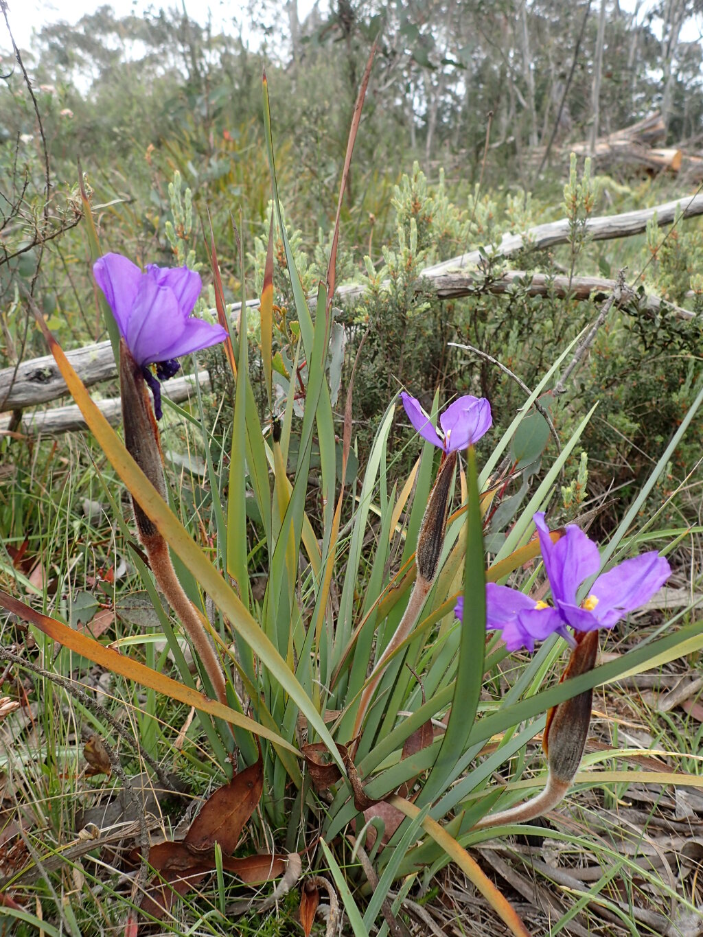 Patersonia sericea var. sericea (hero image)