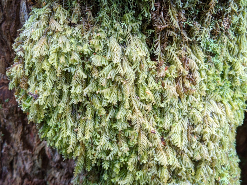 Lepidozia (hero image)