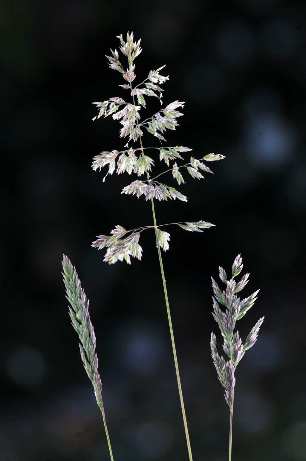 Poa bulbosa (hero image)