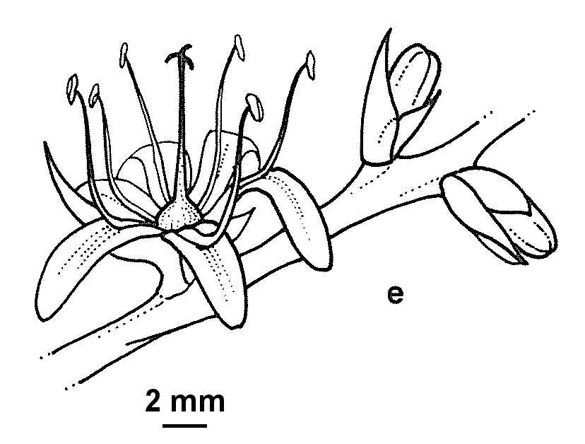 Cordyline australis (hero image)