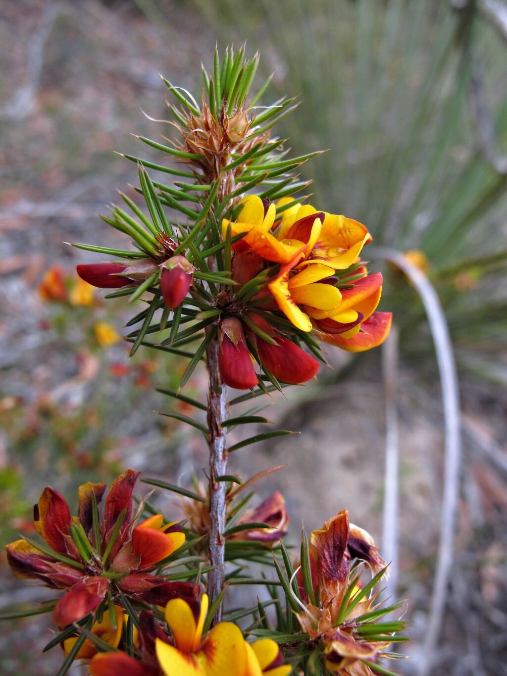 Pultenaea acerosa (hero image)