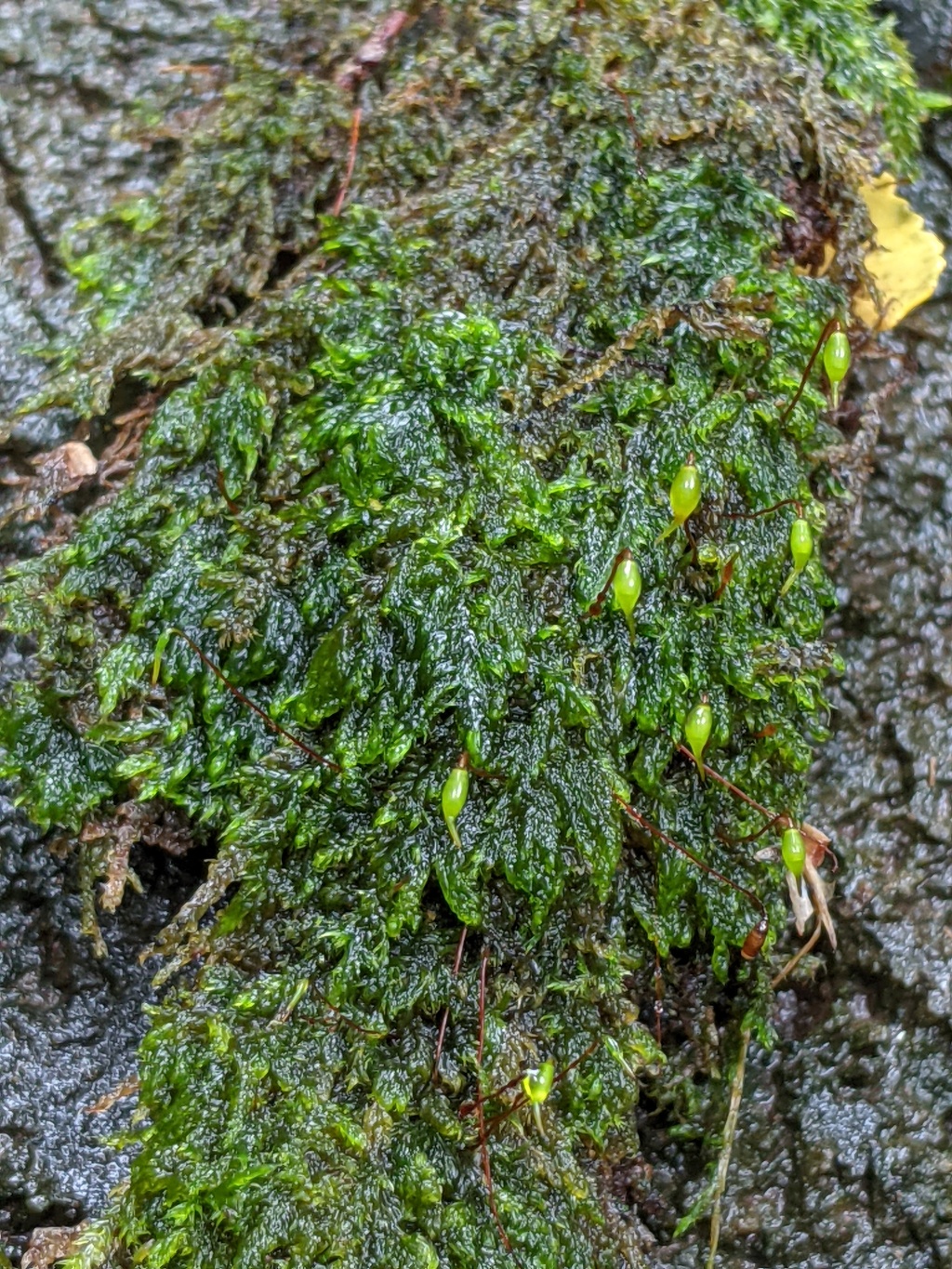 Warburgiella leucocytus (hero image)