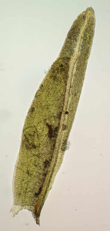 Fissidentaceae (hero image)