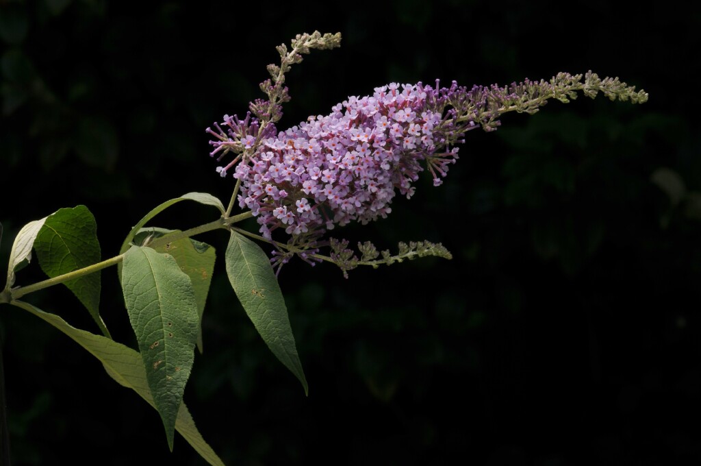 Buddleja davidii (hero image)