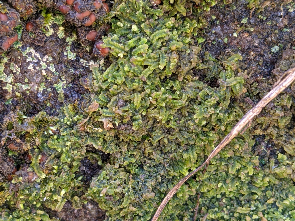 Lophocoleaceae (hero image)