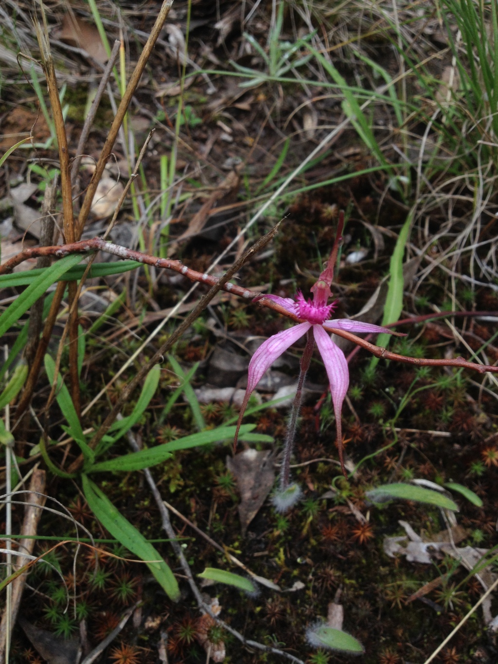 Caladenia rosella (hero image)