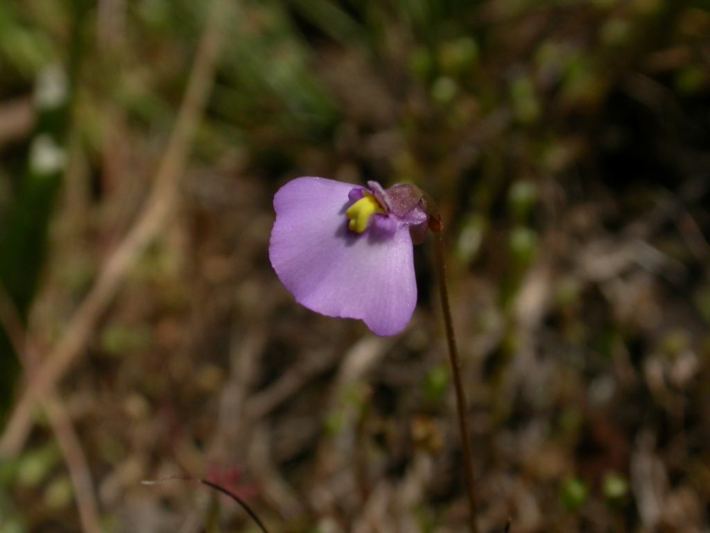 Utricularia barkeri (hero image)