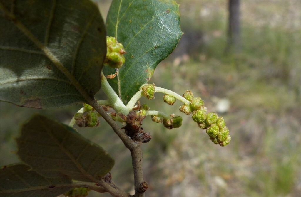 Quercus suber (hero image)