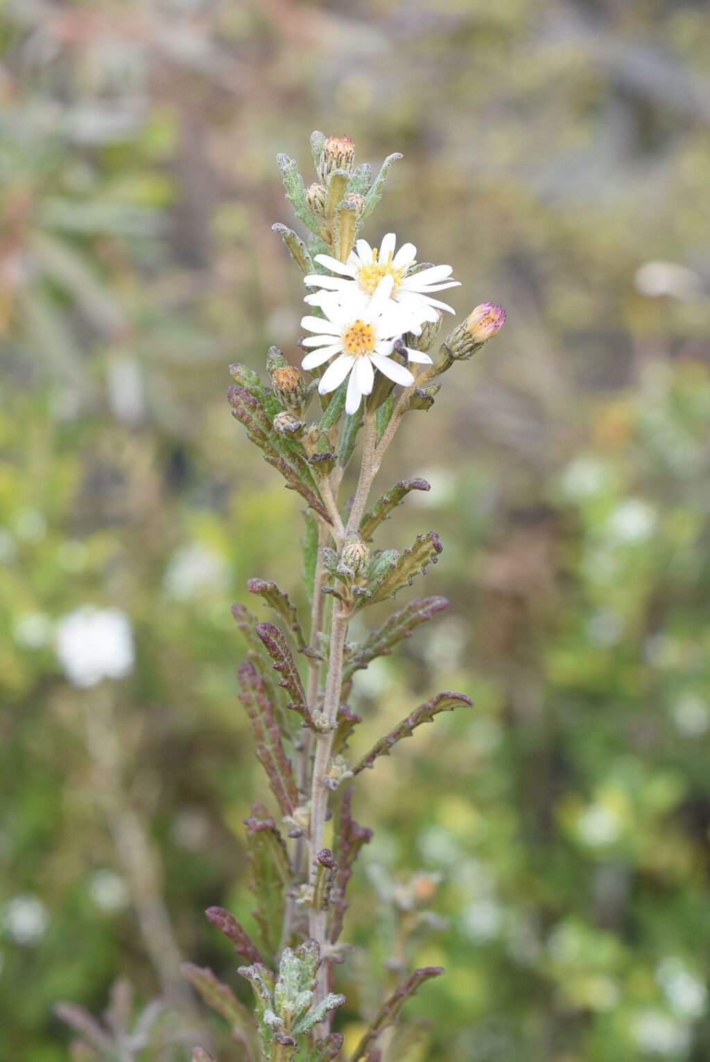 Olearia rugosa subsp. angustifolia (hero image)