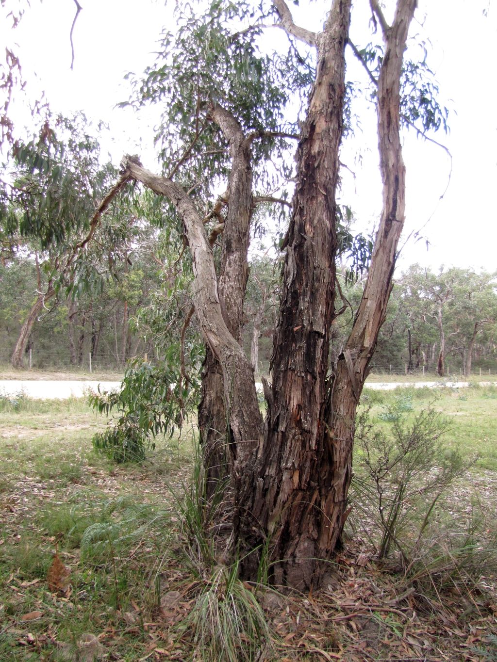 Eucalyptus litoralis (hero image)