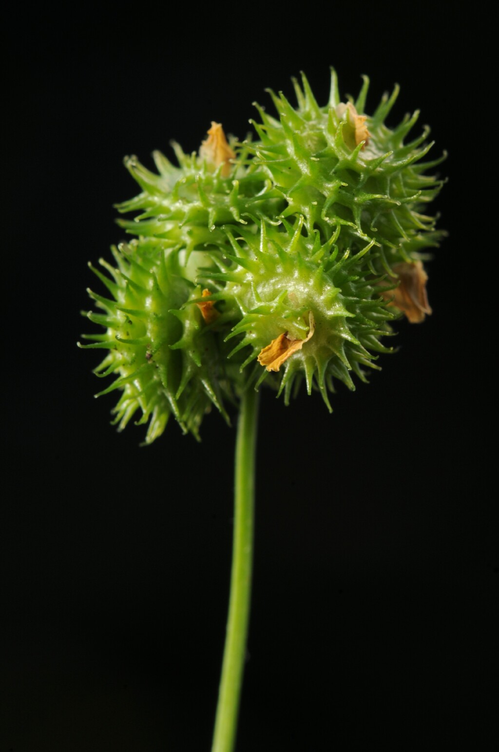 Medicago polymorpha (hero image)