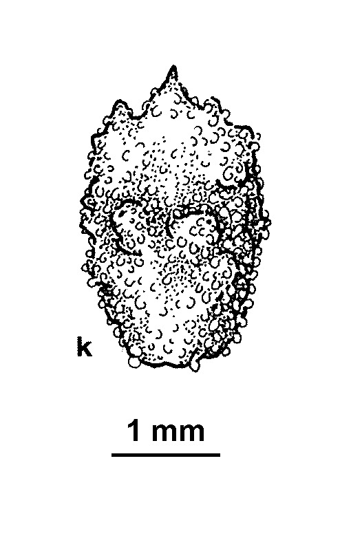 Atriplex acutibractea subsp. karoniensis (hero image)