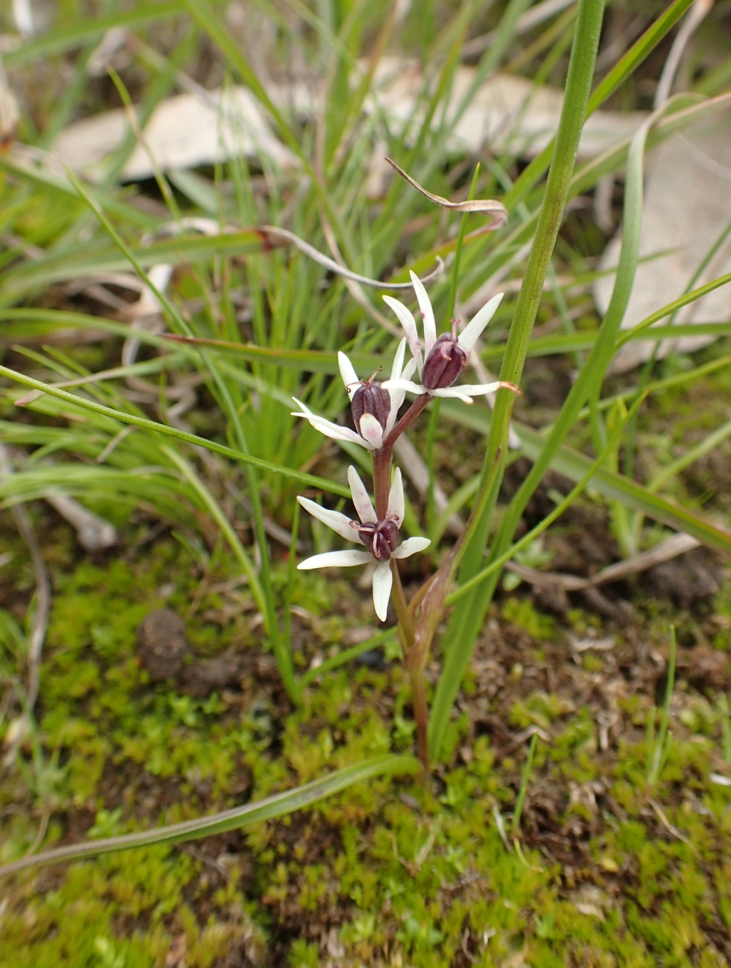 Wurmbea latifolia (hero image)