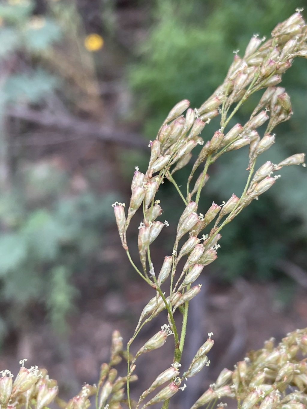 Calomeria amaranthoides (hero image)