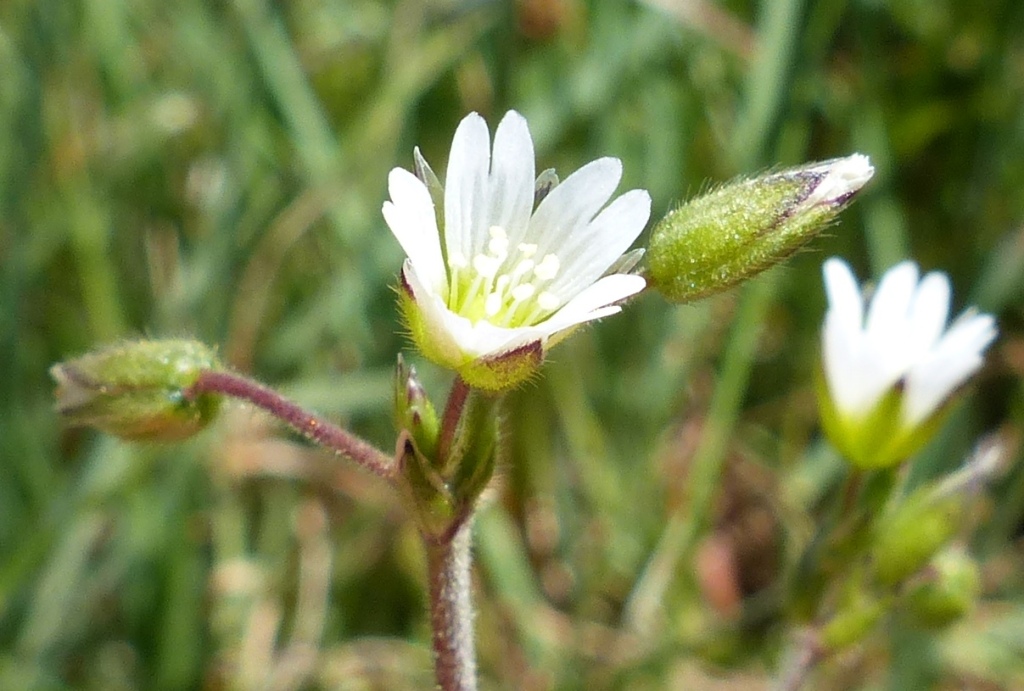 Cerastium vulgare (hero image)